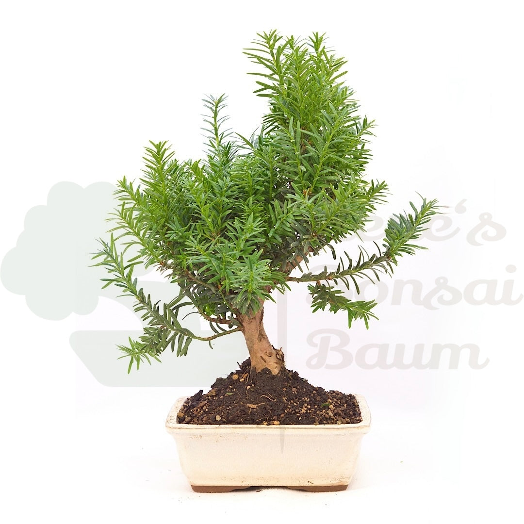 Eibe Hybrid 'Taxus media'